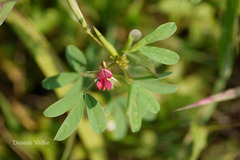 Indigofera trita var. trita